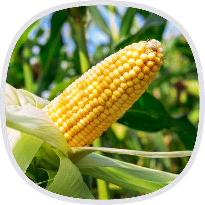 難消化麥芽糊精