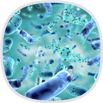 比菲德氏益菌 比菲德氏益菌