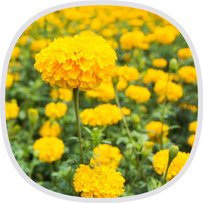 FloraGLO游離型葉黃素