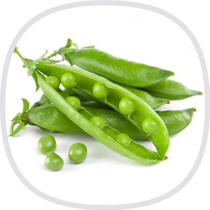 豌豆蛋白