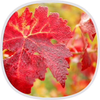 紅葡萄葉萃取物