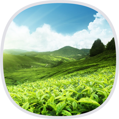 綠茶萃取物 (含EGCG多酚).png