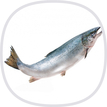 鮭魚鼻軟骨萃取 (含非變性二型膠原蛋白)