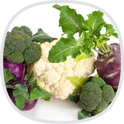 十字花科綜合蔬菜粉 十字花科綜合蔬菜粉