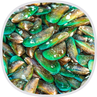綠貽貝
