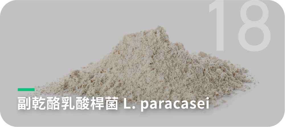 副乾酪乳酸桿菌 L. paracasei