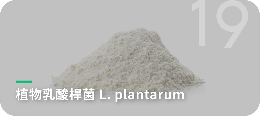 植物乳酸桿菌 L. plantarum