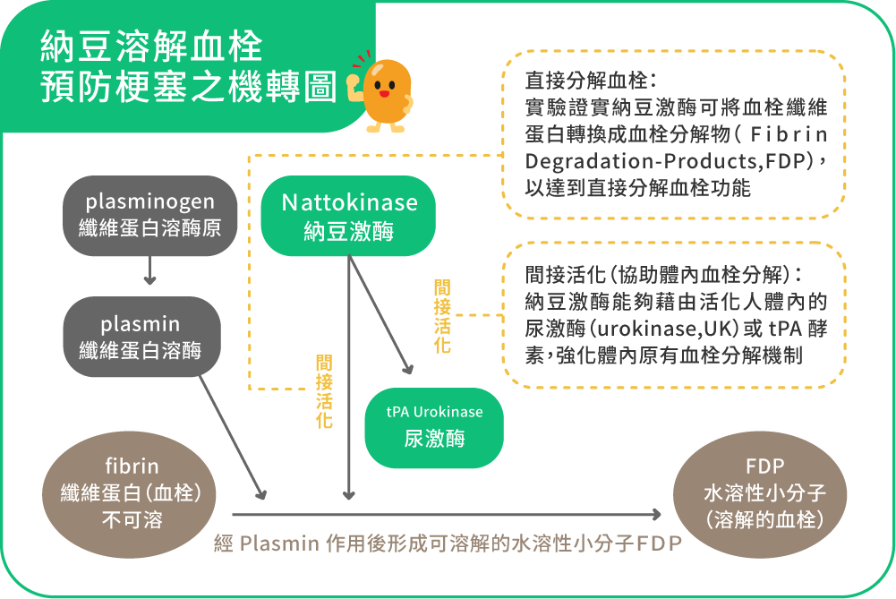 納豆溶解血栓預防梗塞之機轉圖