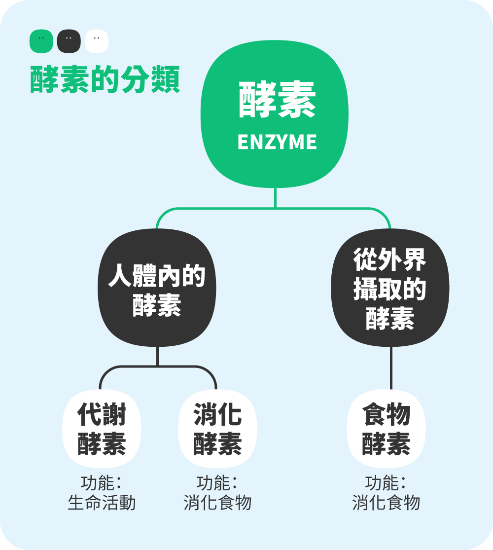 酵素的分類