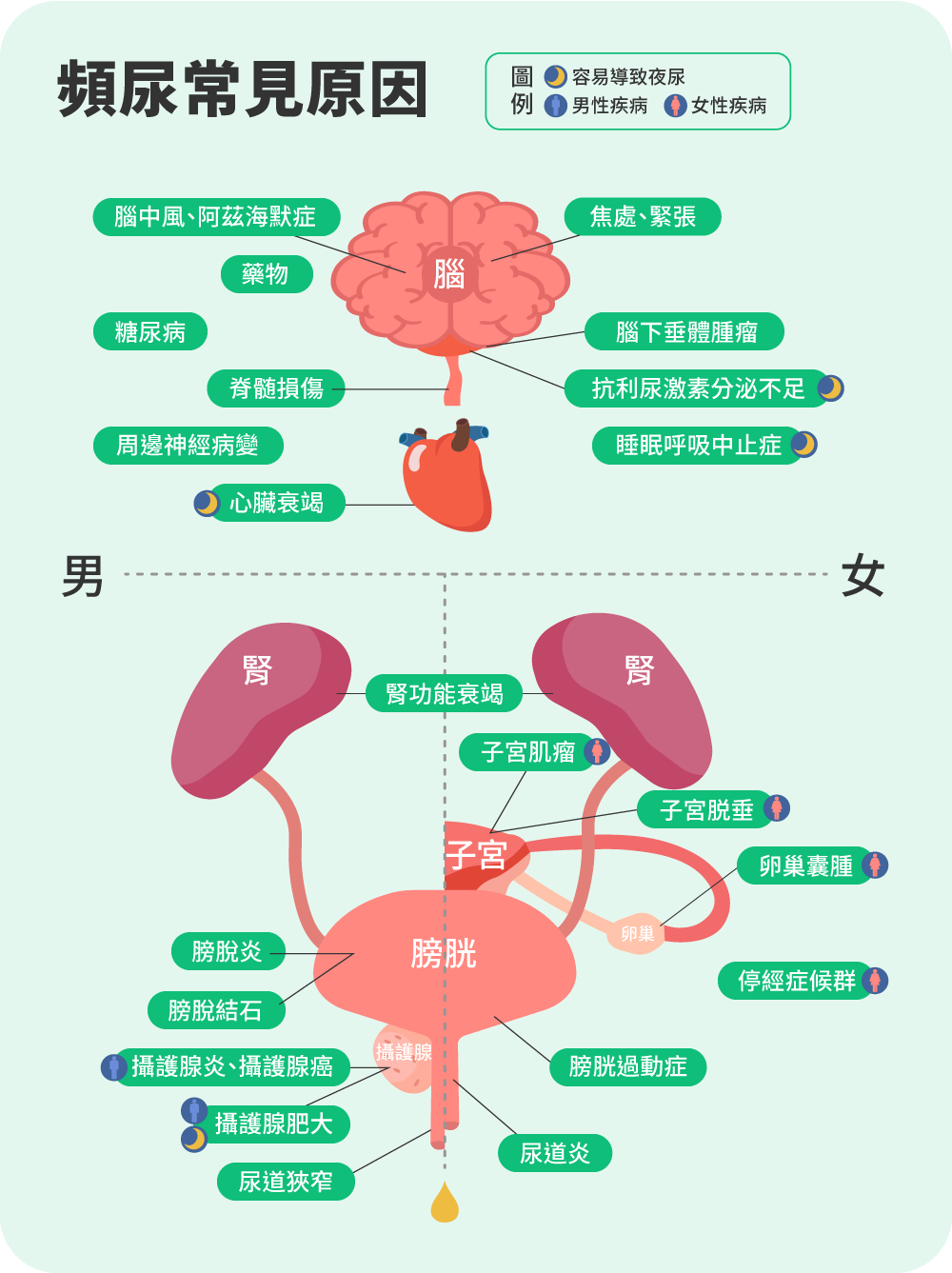 頻尿的常見原因