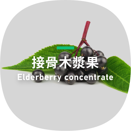 Elderberry concentrate-接骨木漿果