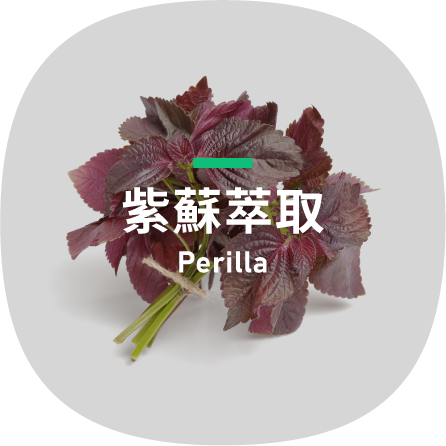 Perilla-紫蘇萃取