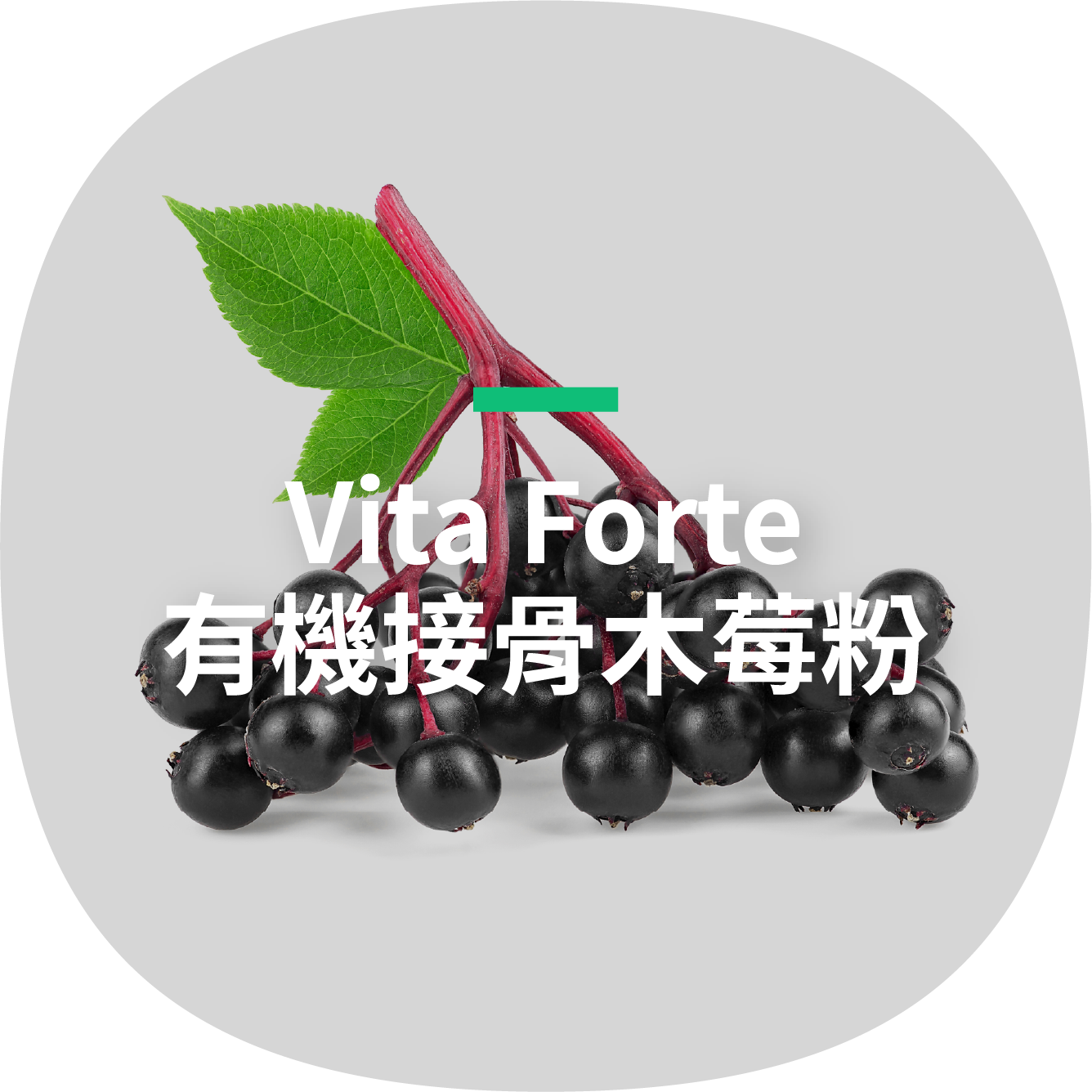 Vita Forte 有機接骨木莓粉